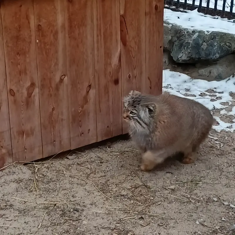 ノヴォシビルスク動物園のガビの写真