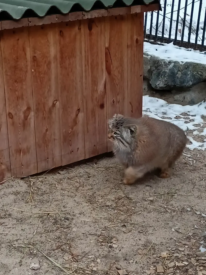 ノヴォシビルスク動物園のガビの写真