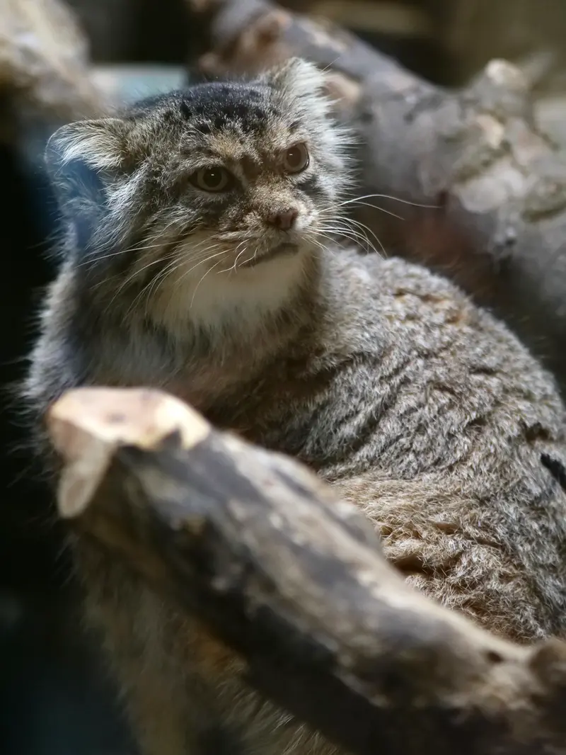 恩賜上野動物園のプリームラの写真