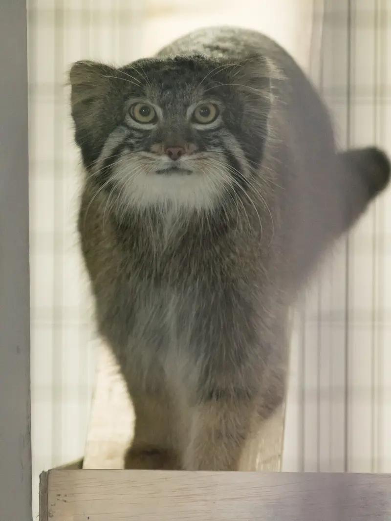 野毛山動物園のフィーガの写真