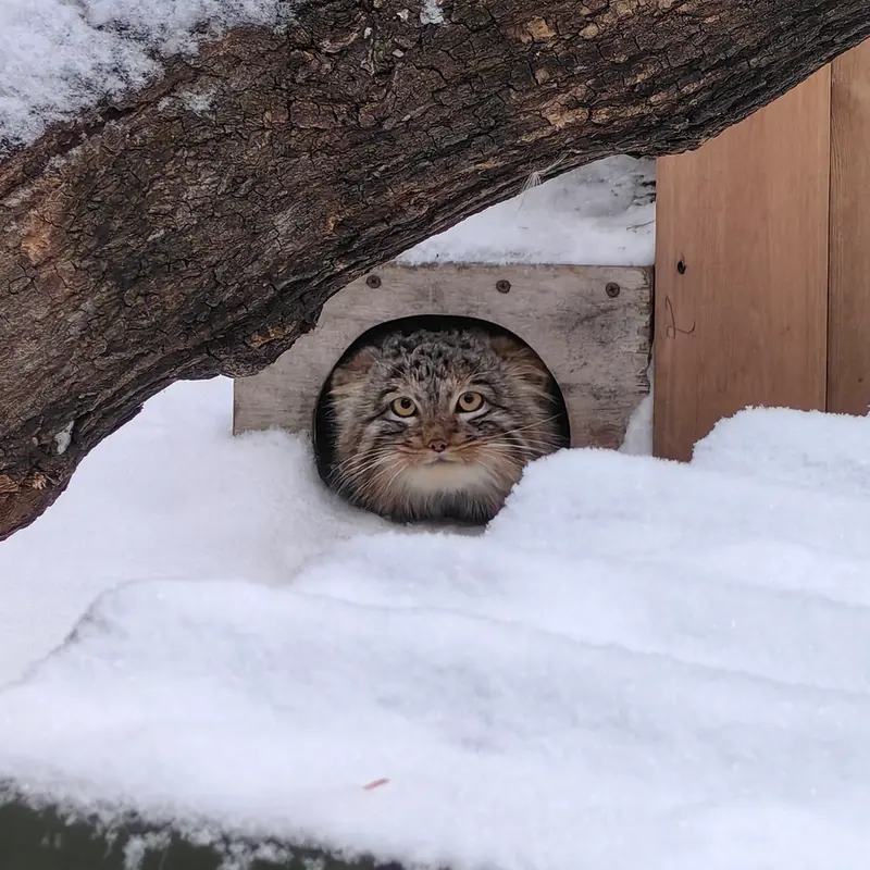 ノヴォシビルスク動物園のアッケムの写真