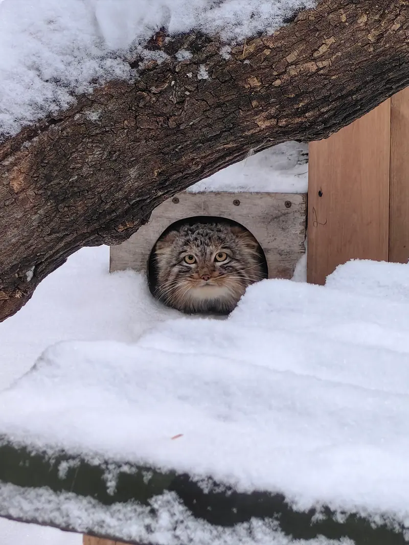 ノヴォシビルスク動物園のアッケムの写真