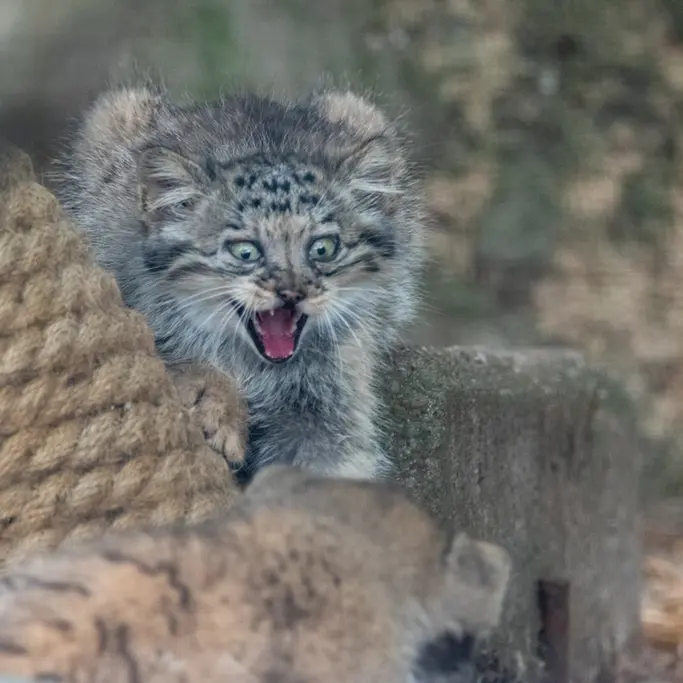 ブルノ動物園のマヌルネコの写真