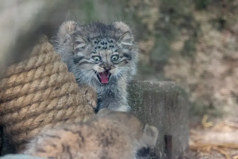 ブルノ動物園のマヌルネコの写真
