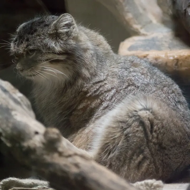 Ueno Zoological Gardensのプリームラの写真