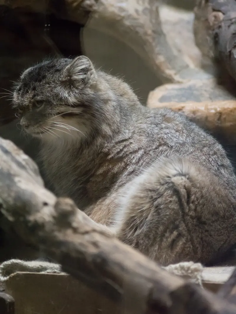 恩賜上野動物園のプリームラの写真