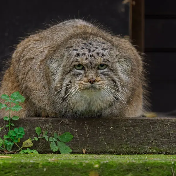 ブルノ動物園のムズタウの写真