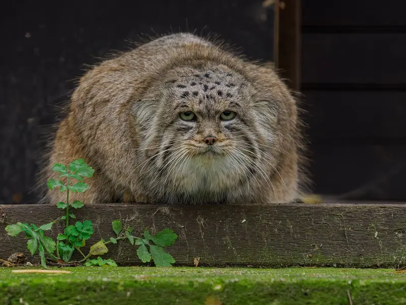 ブルノ動物園のムズタウの写真