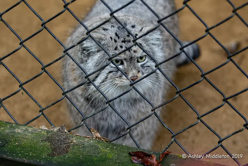 コッツウォルド・ワイルドライフ・パーク・アンド・ガーデンズのトゥルの写真