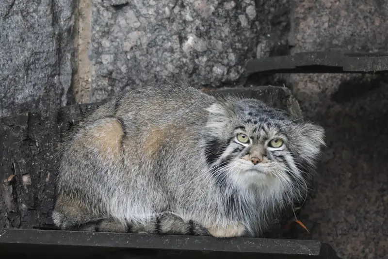 モスクワ動物園のティモフェイの写真