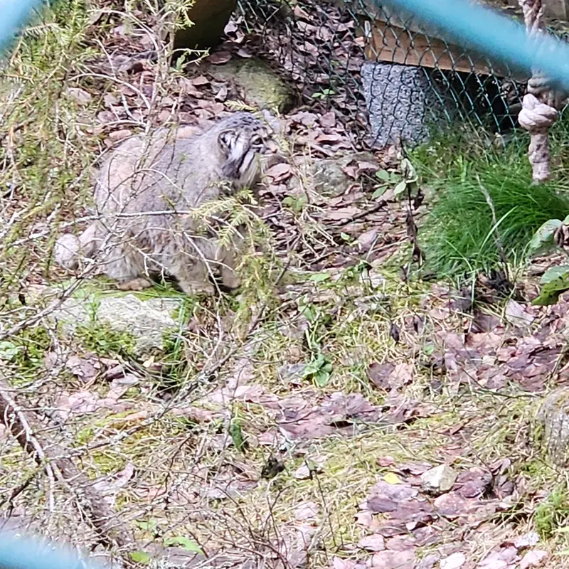 ラヌア動物園のモルッティの写真