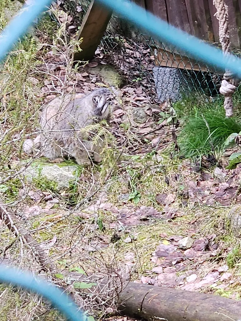 ラヌア動物園のモルッティの写真
