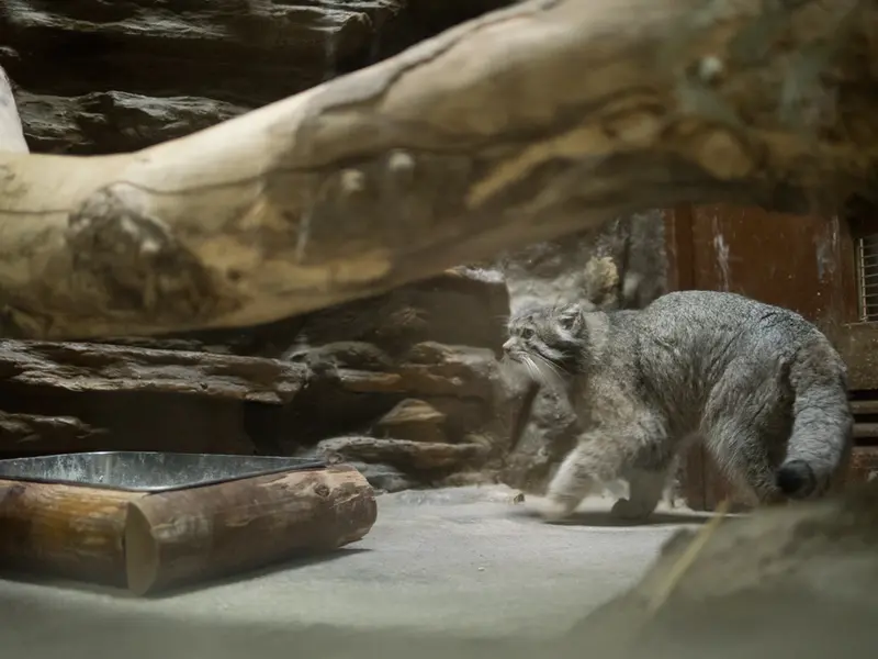 恩賜上野動物園のクリョンの写真