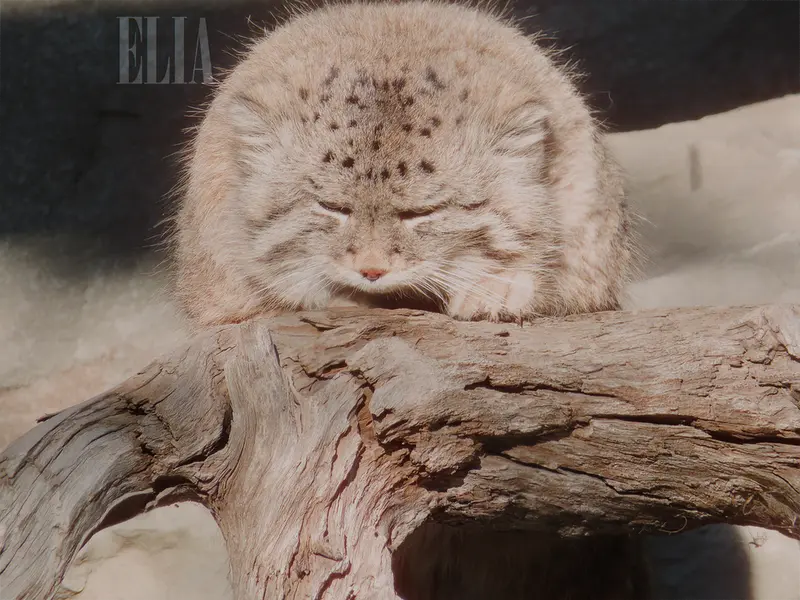 カルガリー動物園 / ワイルダー研究所のオラフの写真