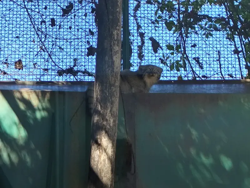 ブダペスト動物園・植物園のルーシーの写真