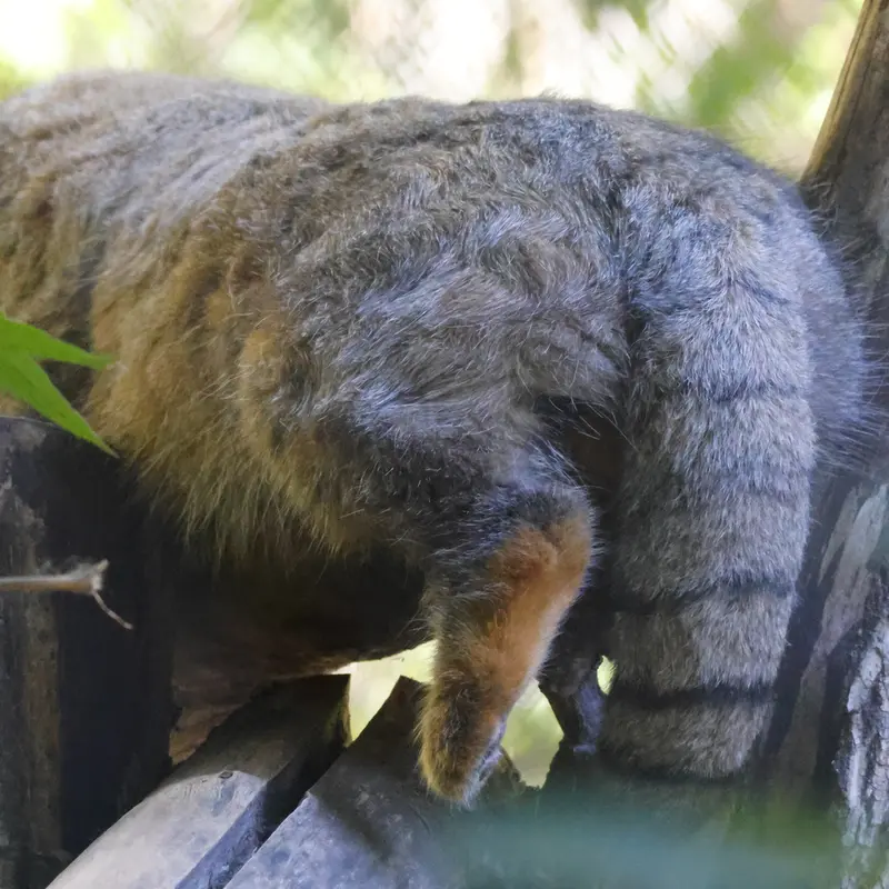 ノヴォシビルスク動物園のゾーシャの写真
