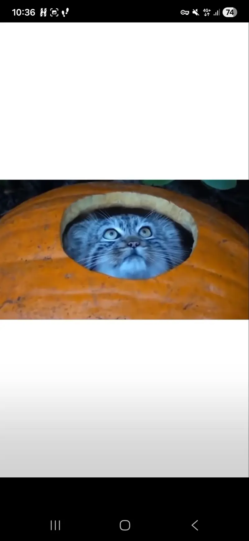 マヌルネコの写真