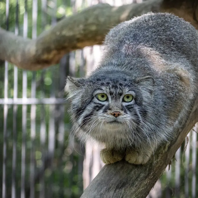 ノヴォシビルスク動物園のシルヴェスターの写真