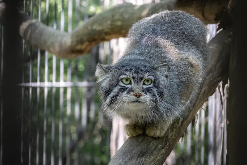 ノヴォシビルスク動物園のシルヴェスターの写真