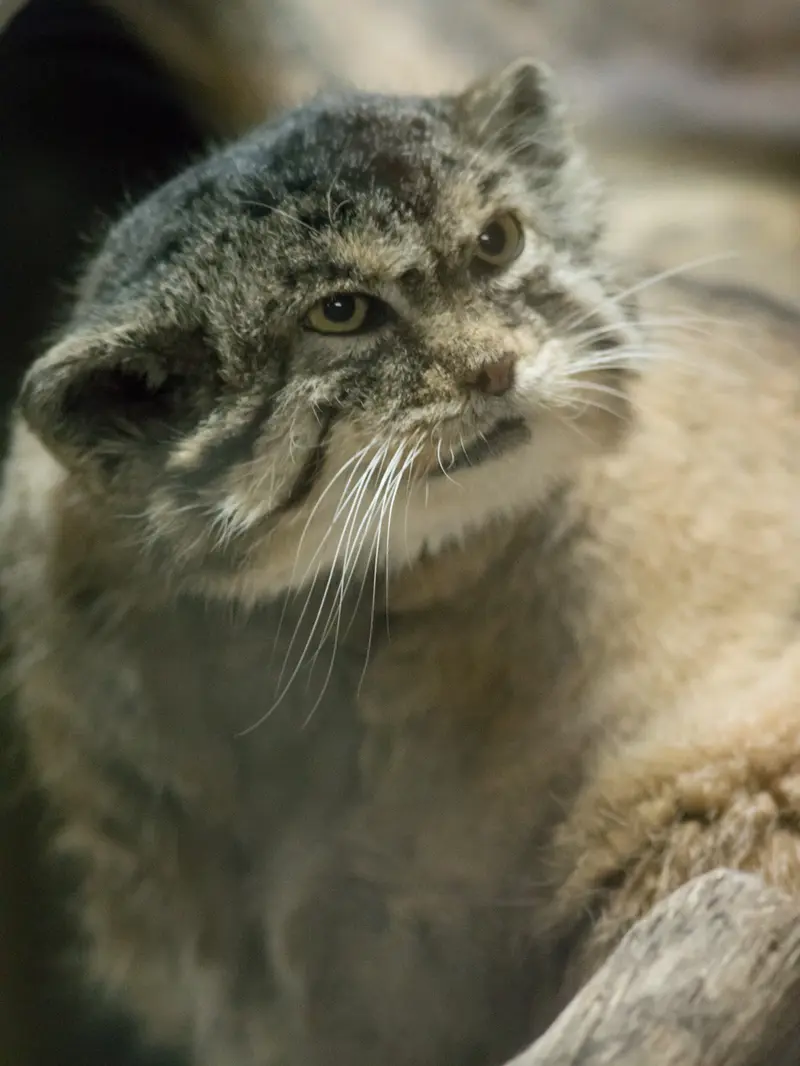 恩賜上野動物園のプリームラの写真