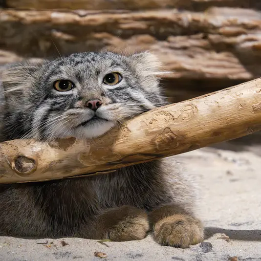 恩賜上野動物園のフィーガの写真