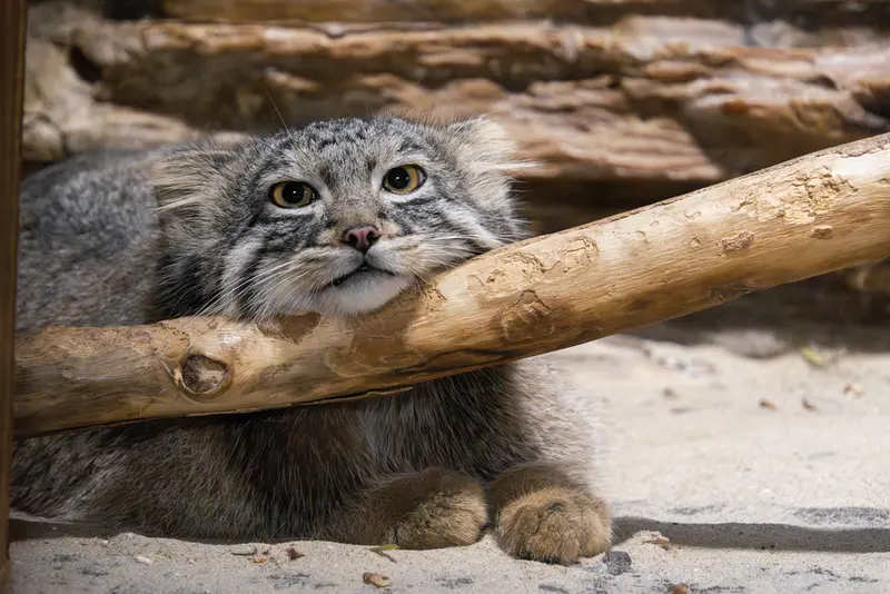 恩賜上野動物園のフィーガの写真