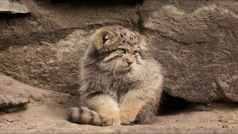 Novosibirsk Zooのマリクの動画