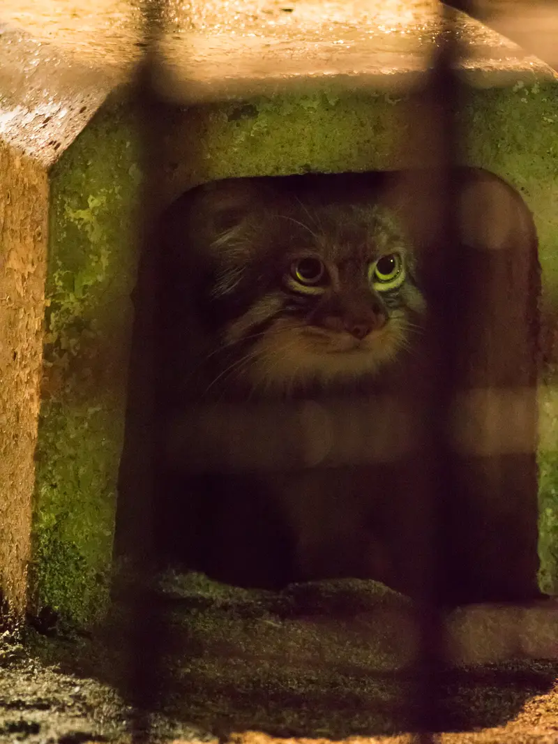 野毛山動物園のフィーガの写真