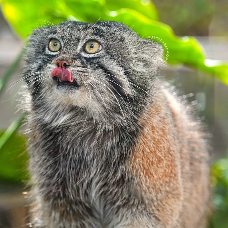 神戸どうぶつ王国のナルの写真