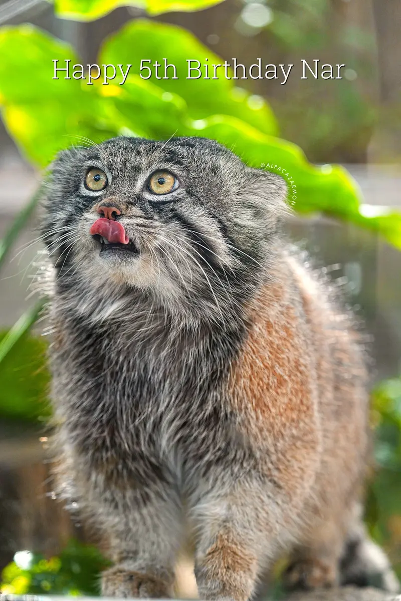 神戸どうぶつ王国のナルの写真