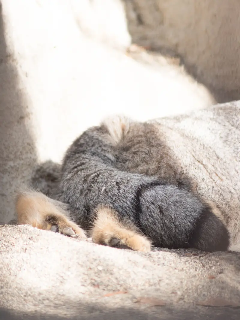 野毛山動物園のフィーガの写真