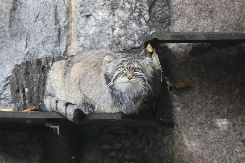 モスクワ動物園のティモフェイの写真