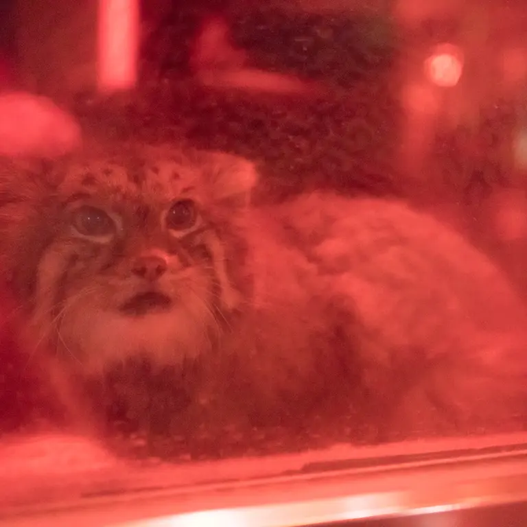 恩賜上野動物園のナイマの写真