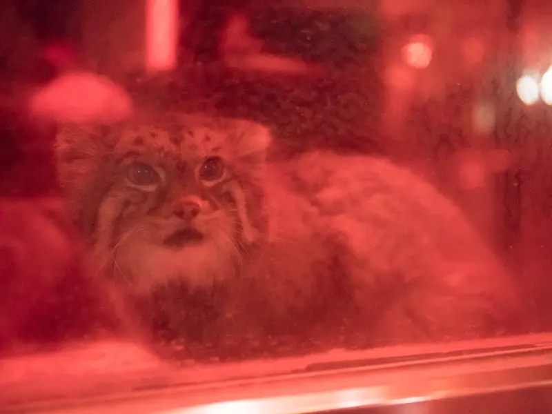 恩賜上野動物園のナイマの写真
