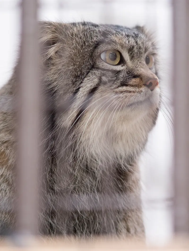 野毛山動物園のフィーガの写真