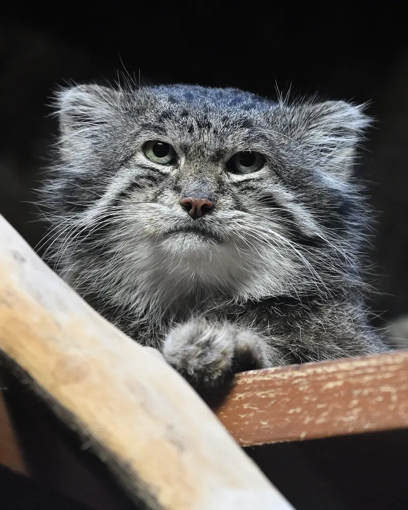 恩賜上野動物園のクリョンの写真