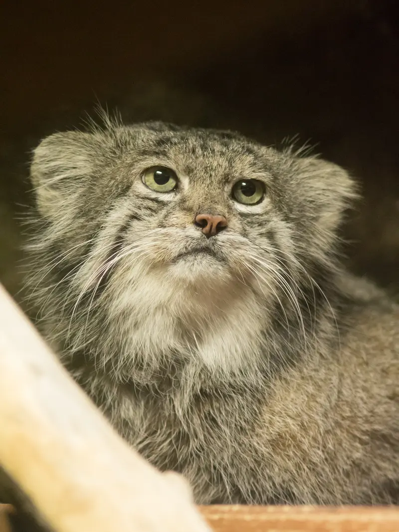 恩賜上野動物園のクリョンの写真