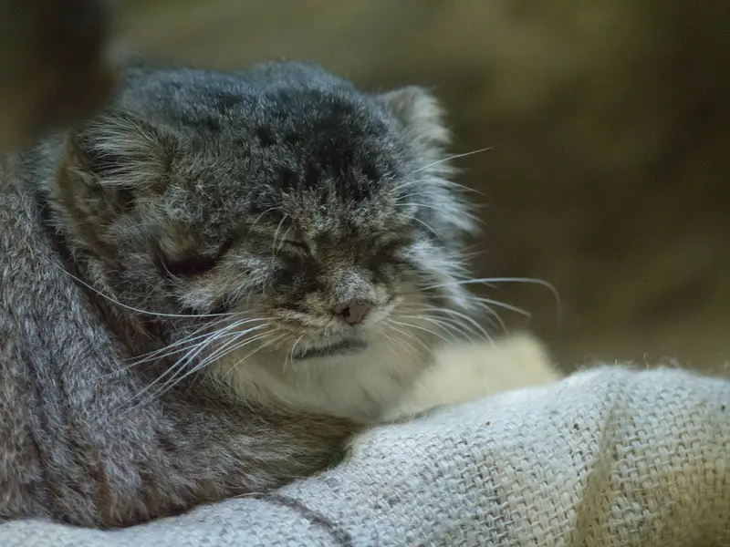 恩賜上野動物園のプリームラの写真