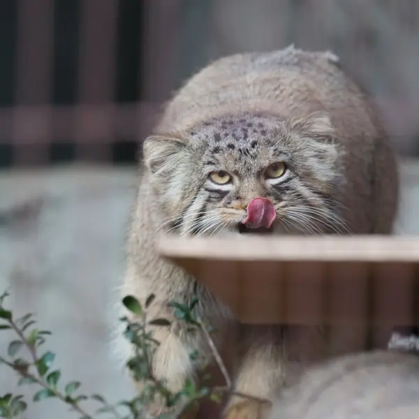 東山動植物園のヒデの写真
