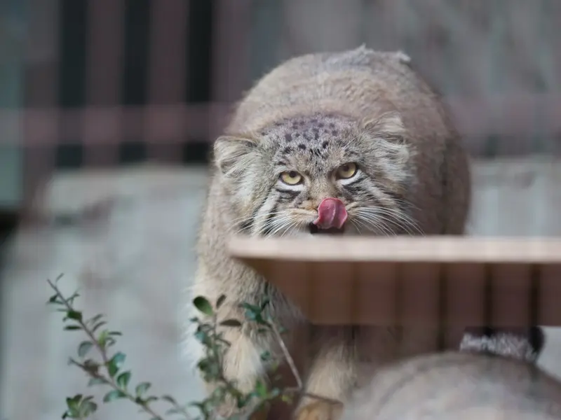 東山動植物園のヒデの写真