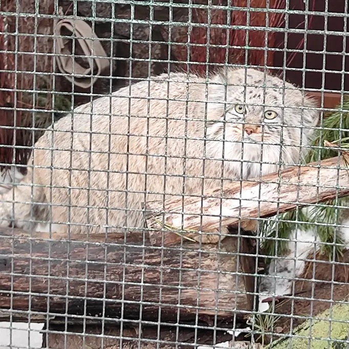 レニングラード動物園のシューの写真