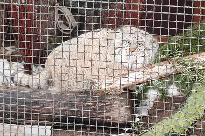 レニングラード動物園のシューの写真