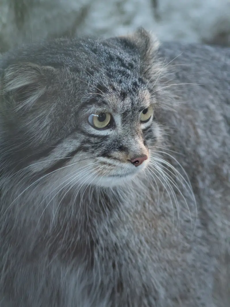 野毛山動物園のフィーガの写真