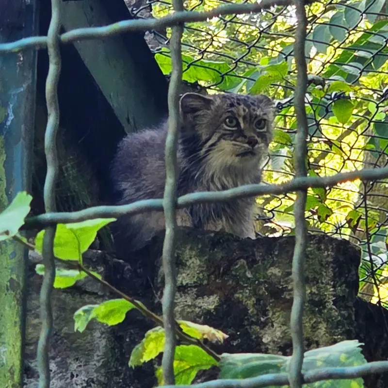 ティアパーク・ベルリンのマネキーネコの写真