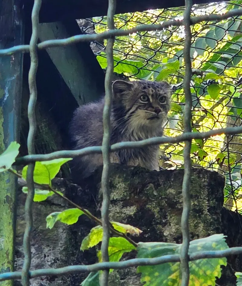 ティアパーク・ベルリンのマネキーネコの写真