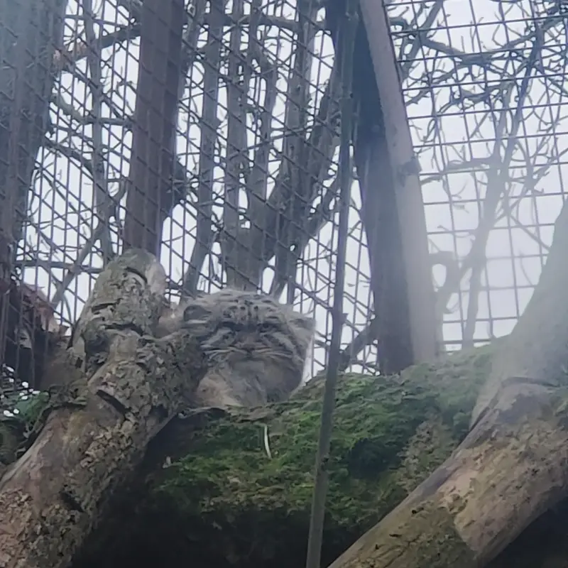 ジャルダン・デ・プラント動物園のコッリ・オッリの写真