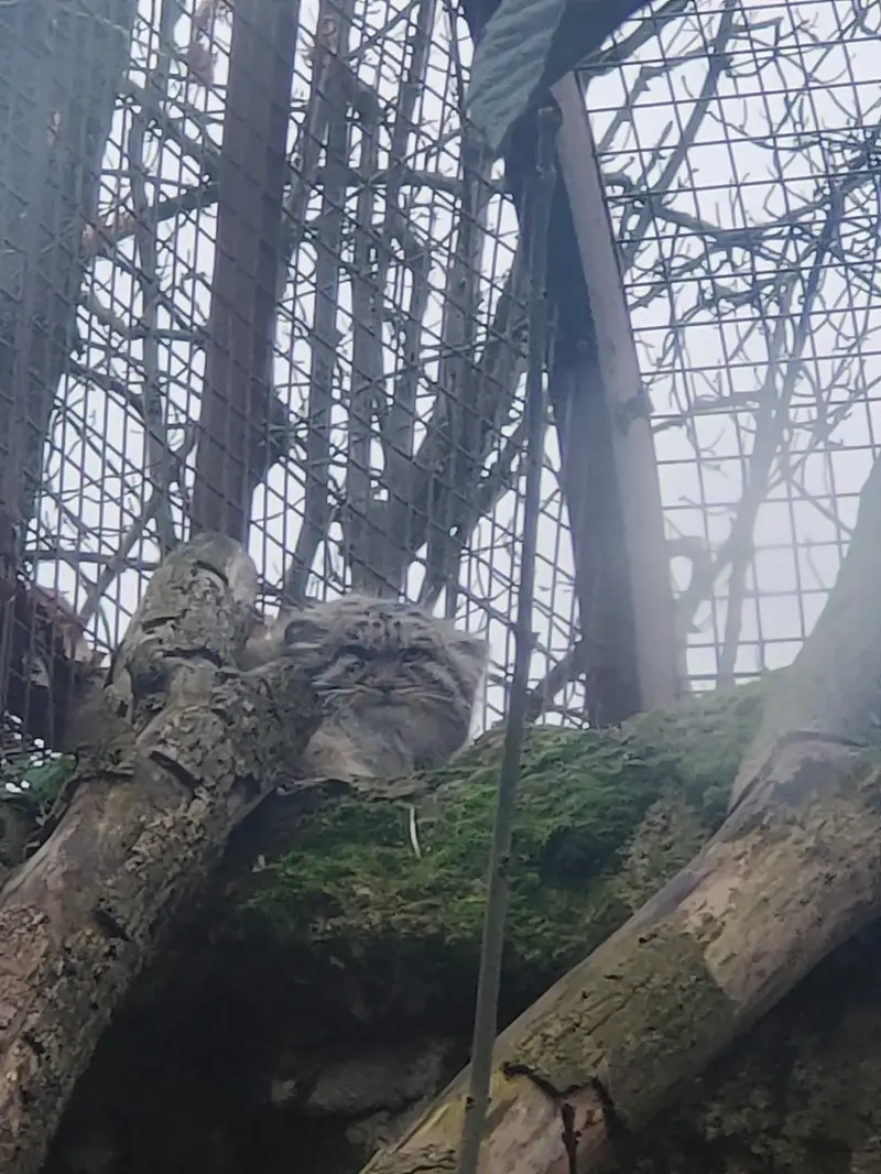 ジャルダン・デ・プラント動物園のコッリ・オッリの写真