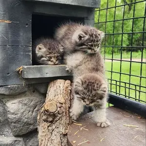 マヌルネコの写真