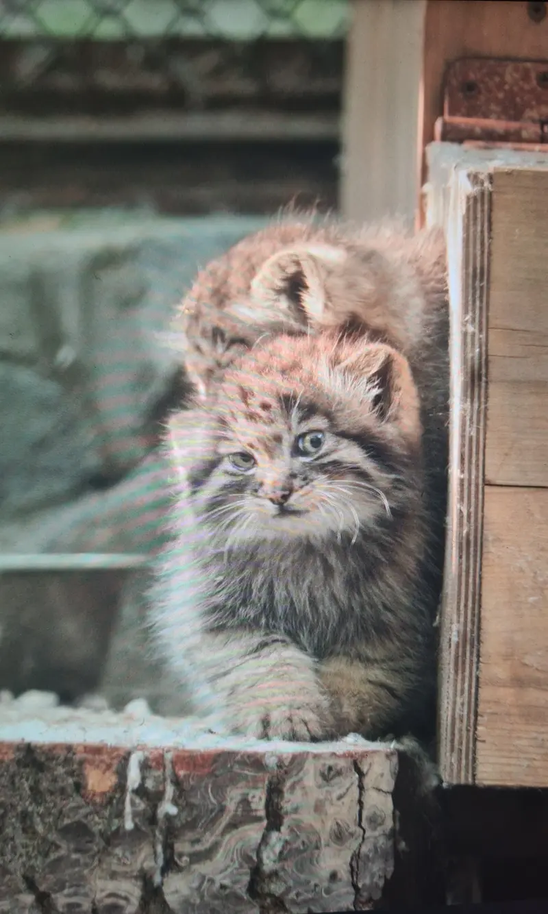 マヌルネコの写真