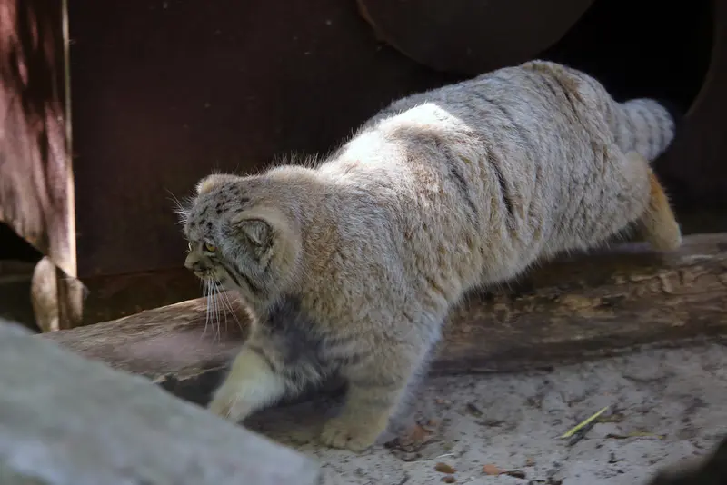 コシツェ動物園のアラニの子（2026年生まれ）Ⅱの写真